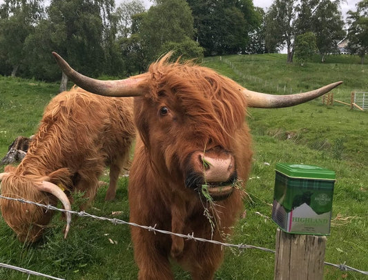 Mood Company - Thee Highland blend - Losse thee - Edinburgh tea and coffee - 5024307002703