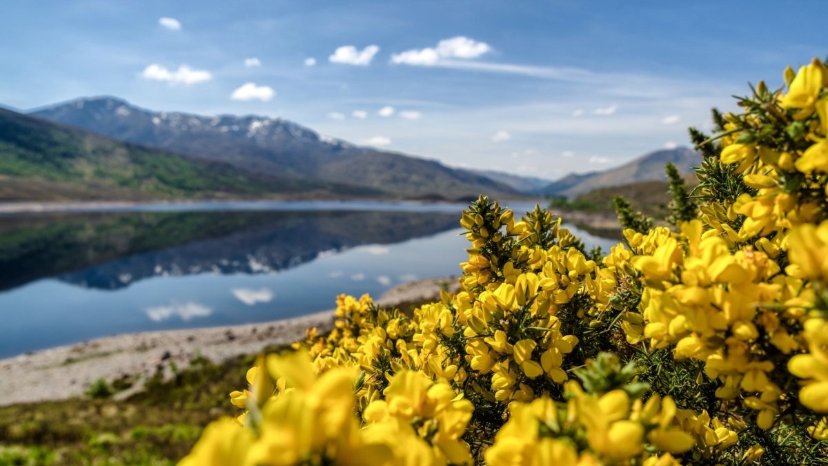 Bloesem (Highland Gorse) - MoodCompanyNL