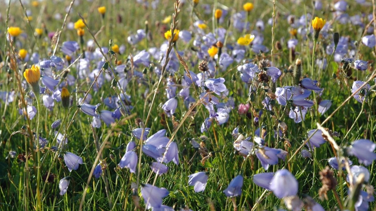 Veldbloemen (Machair Flowers) - MoodCompanyNL