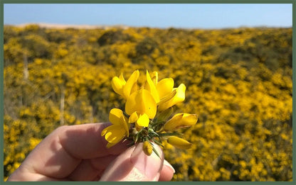 MoodCompanyNL - Wild Gorse – Zwoel & Zoet - Ambachtelijke Zeep 190g - 5060614510772