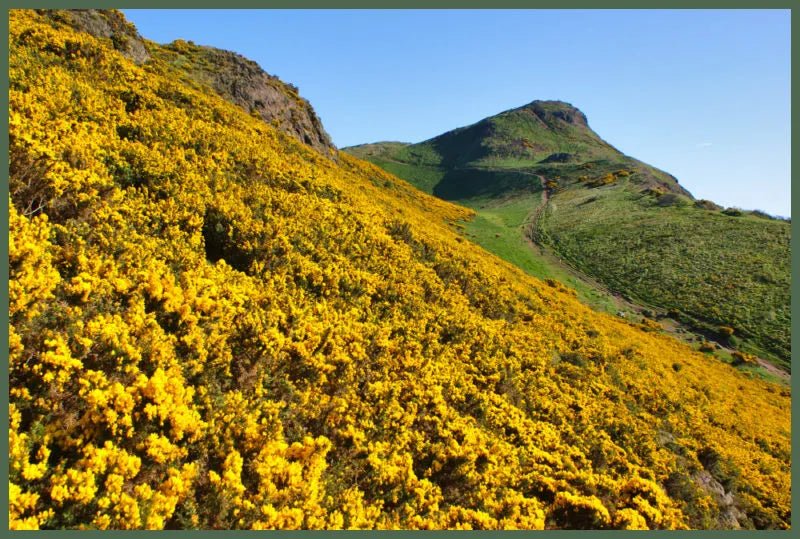 MoodCompanyNL - Wild Gorse – Zwoel & Zoet - Biologische Glycerine Zeep 150g - 5060614510789