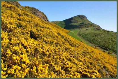 MoodCompanyNL - Wild Gorse – Zwoel & Zoet - Biologische Glycerine Zeep 150g - 5060614510789